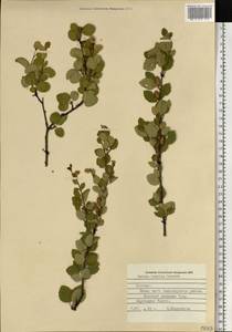 Betula humilis Schrank, Eastern Europe, Estonia (E2c) (Estonia)