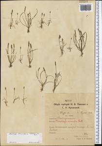 Plantago tenuiflora Waldst. & Kit., Middle Asia, Northern & Central Kazakhstan (M10) (Kazakhstan)