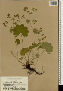 Alchemilla sarmatica Juz., Eastern Europe, Central region (E4) (Russia)