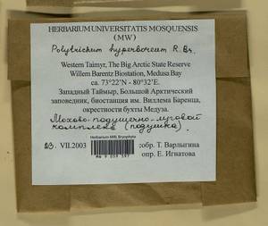 Polytrichum hyperboreum R. Br., Bryophytes, Bryophytes - Krasnoyarsk Krai, Tyva & Khakassia (B17) (Russia)