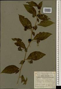 Atropa belladonna L., Caucasus, Dagestan (K2) (Russia)