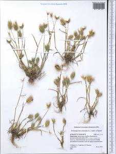 Eremopyrum orientale (L.) Jaub. & Spach, Middle Asia, Northern & Central Tian Shan (M4) (Kyrgyzstan)