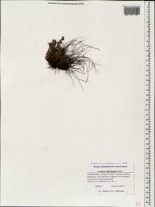 Asplenium ceterach subsp. ceterach, Caucasus, Azerbaijan (K6) (Azerbaijan)
