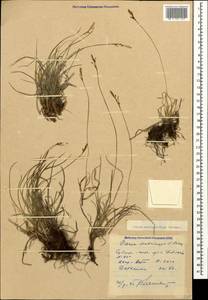 Carex caryophyllea Latourr., Caucasus, Dagestan (K2) (Russia)