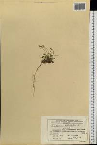 Cardamine bellidifolia L., Siberia, Chukotka & Kamchatka (S7) (Russia)
