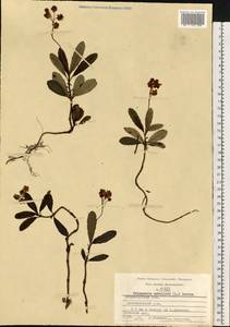 Chimaphila umbellata (L.) W. P. C. Barton, Eastern Europe, Central region (E4) (Russia)