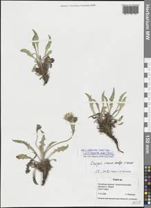 Crepis chrysantha subsp. chrysantha, Siberia, Baikal & Transbaikal region (S4) (Russia)