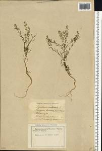 Lepidium ruderale L., Eastern Europe, Latvia (E2b) (Latvia)