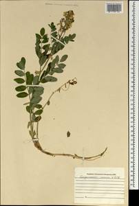 Astragalus frigidus (L.) A.Gray, Mongolia (MONG) (Mongolia)