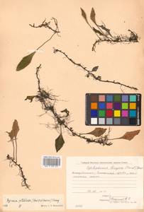 Pyrrosia petiolosa (Christ) Ching, Siberia, Russian Far East (S6) (Russia)