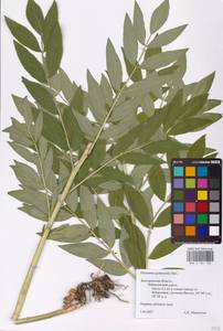Dictamnus albus L., Eastern Europe, Central forest-and-steppe region (E6) (Russia)