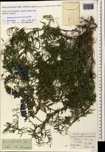 Vicia tenuifolia subsp. subalpina (Grossh.) Zernov, Caucasus, North Ossetia, Ingushetia & Chechnya (K1c) (Russia)