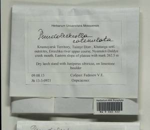 Pseudoleskeella catenulata (Brid. ex Schrad.) Kindb., Bryophytes, Bryophytes - Krasnoyarsk Krai, Tyva & Khakassia (B17) (Russia)