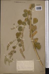 Cullen drupaceum (Bunge)C.H.Stirt., Middle Asia, Karakum (M6) (Turkmenistan)