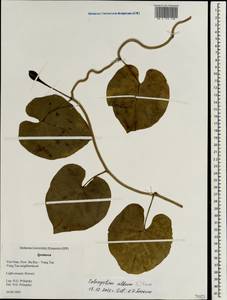 Ipomoea alba L., South Asia, South Asia (Asia outside ex-Soviet states and Mongolia) (ASIA) (Vietnam)