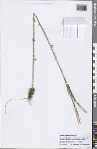 Arabis sagittata (Bertol.) DC., Caucasus, Armenia (K5) (Armenia)