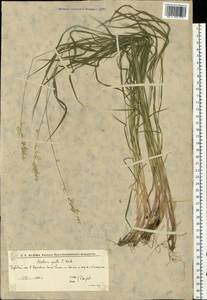 Melica picta K.Koch, Eastern Europe, Lower Volga region (E9) (Russia)