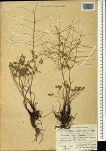 Thalictrum isopyroides C. A. Mey., Caucasus, Armenia (K5) (Armenia)