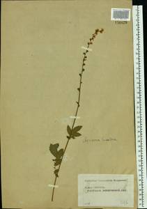 Agrimonia eupatoria L., Eastern Europe, Moscow region (E4a) (Russia)