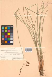 Carex middendorffii F.Schmidt, Siberia, Russian Far East (S6) (Russia)