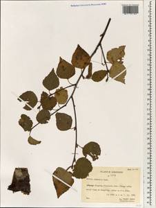 Betula platyphylla Sukaczev, South Asia, South Asia (Asia outside ex-Soviet states and Mongolia) (ASIA) (China)