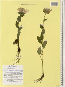 Campanula glomerata subsp. caucasica (Trautv.) Ogan., Caucasus, North Ossetia, Ingushetia & Chechnya (K1c) (Russia)
