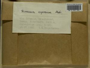 Dicranum scoparium Hedw., Bryophytes, Bryophytes - Western Europe (BEu) (Switzerland)