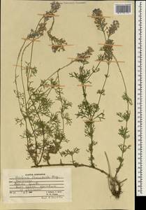 Glandularia aristigera (S.Moore) Tronc., South Asia, South Asia (Asia outside ex-Soviet states and Mongolia) (ASIA) (Afghanistan)