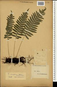 Polypodium interjectum Shivas, Crimea (KRYM) (Russia)