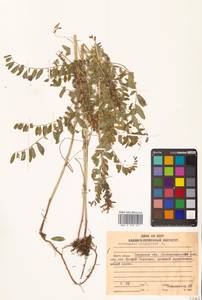 Astragalus uliginosus L., Siberia, Russian Far East (S6) (Russia)