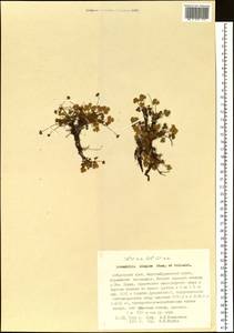 Potentilla elegans Cham. & Schltdl., Siberia, Russian Far East (S6) (Russia)