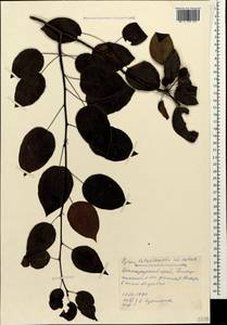 Pyrus ketzkhovelii S. Kuthath., Caucasus, Black Sea Shore (from Novorossiysk to Adler) (K3) (Russia)