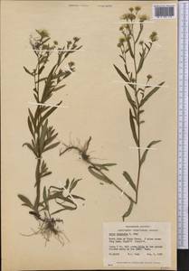 Symphyotrichum lanceolatum var. hesperium (A. Gray) G. L. Nesom, America (AMER) (Canada)