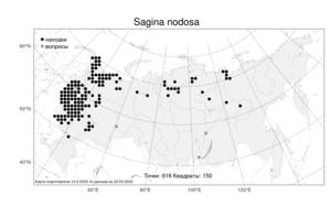 Sagina nodosa (L.) Fenzl, Atlas of the Russian Flora (FLORUS) (Russia)