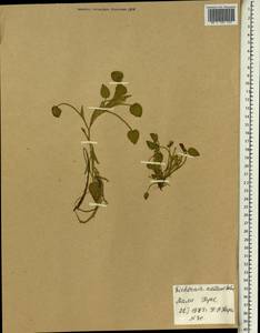 Eichhornia diversifolia (Vahl) Urb., Africa (AFR) (Mali)