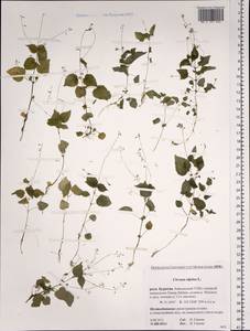 Circaea alpina L., Siberia, Baikal & Transbaikal region (S4) (Russia)