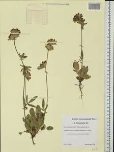 Anthyllis vulneraria subsp. polyphylla (DC.)Nyman, p.p., Eastern Europe, Central forest region (E5) (Russia)