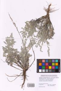 Artemisia semiarida (Krasch. & Lavrova) Filatova, Eastern Europe, Eastern region (E10) (Russia)