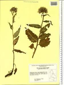Saussurea poljakowii Glehn, Siberia, Russian Far East (S6) (Russia)