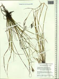 Carex eleusinoides Turcz. ex Kunth, Siberia, Russian Far East (S6) (Russia)