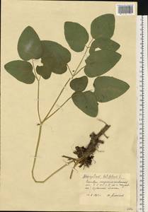 Laserpitium latifolium L., Eastern Europe, Western region (E3) (Russia)