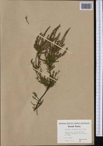 Calluna vulgaris (L.) Hull, Western Europe (EUR) (Denmark)