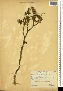 Solanum heterodoxum Dunal, Crimea (KRYM) (Russia)
