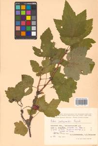 Ribes spicatum subsp. lapponicum Hyl., Siberia, Russian Far East (S6) (Russia)