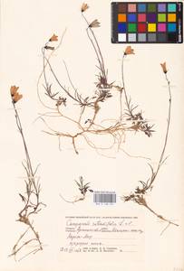Campanula rotundifolia L., Eastern Europe, Northern region (E1) (Russia)