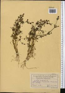 Galium spurium L., Middle Asia, Western Tian Shan & Karatau (M3) (Kazakhstan)