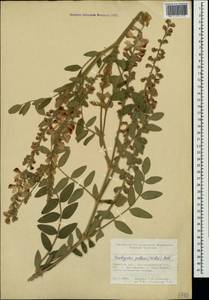 Onobrychis pallasii (Willd.)M.Bieb., Crimea (KRYM) (Russia)
