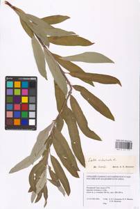 Salix viminalis L., Siberia, Western Siberia (S1) (Russia)