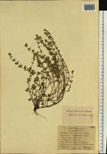 Clinopodium acinos (L.) Kuntze, Eastern Europe, Northern region (E1) (Russia)
