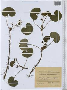 Asarum europaeum L., Eastern Europe, Moscow region (E4a) (Russia)